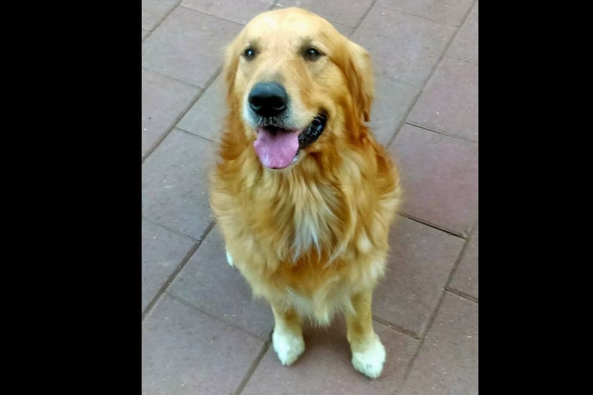Golden Retriever Puppies breeder image 5