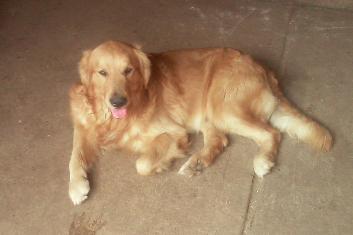Golden Retriever Puppies breeder image 3
