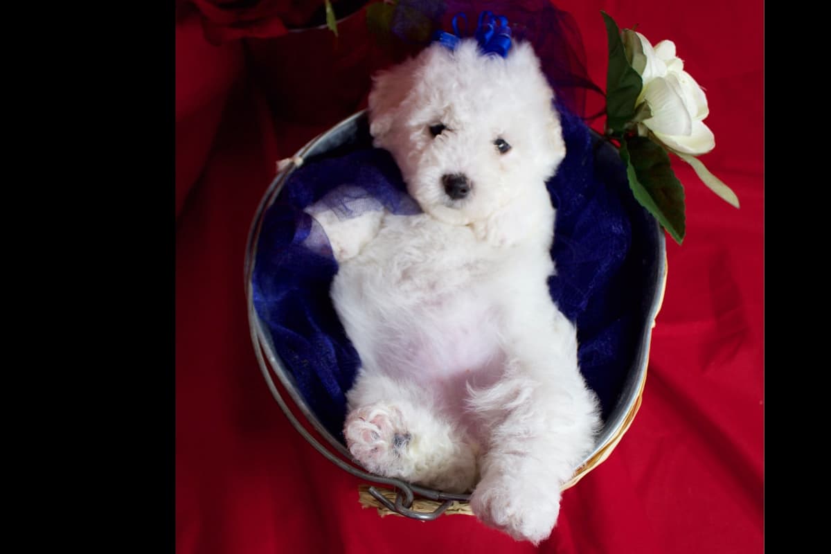 Bichon Frise Puppies breeder image 3