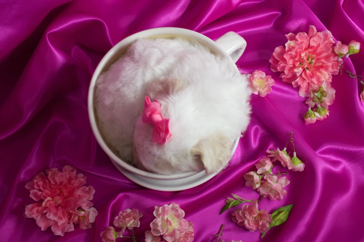 Bichon Frise Puppies breeder image 2