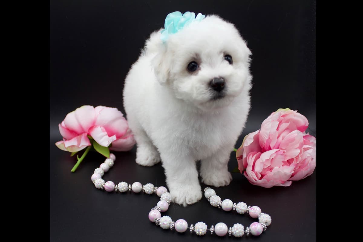 Bichon Frise Puppies breeder image 4