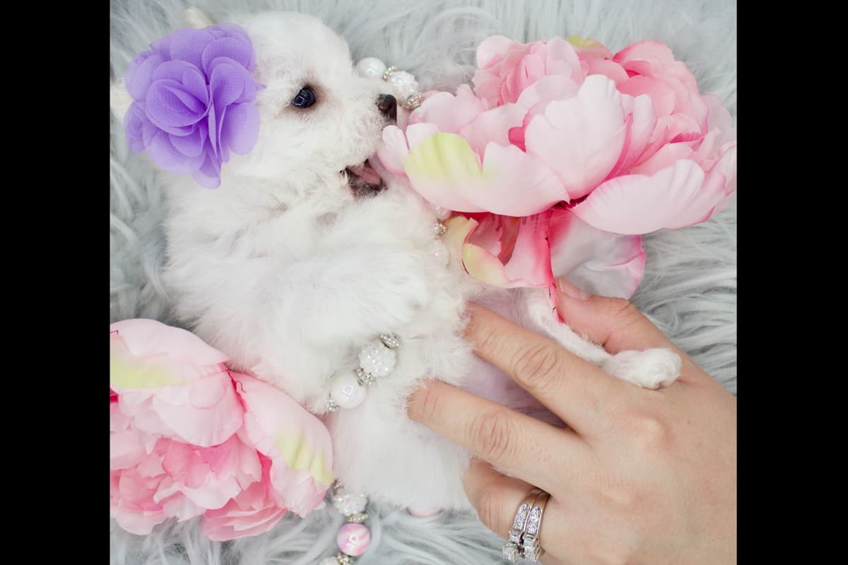 Bichon Frise Puppies breeder image 5