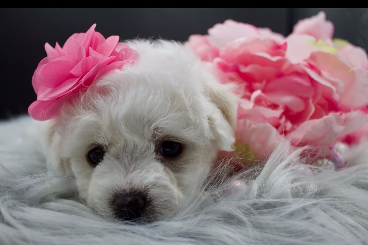 Bichon Frise Puppies breeder image 6
