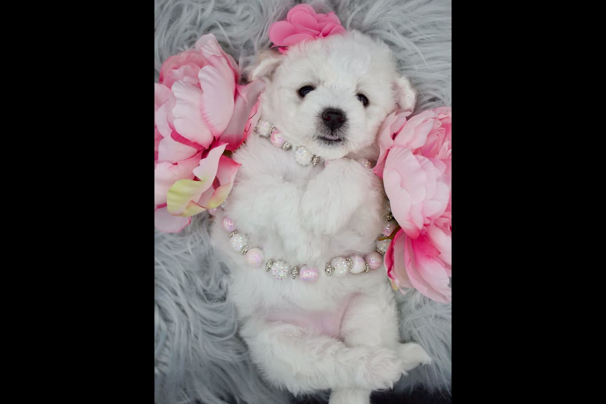 Bichon Frise Puppies breeder image 1