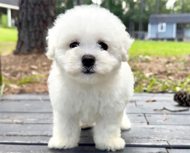 Bichon Frise Puppies media 2