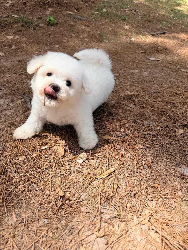 Bichon Frise Puppies media 2