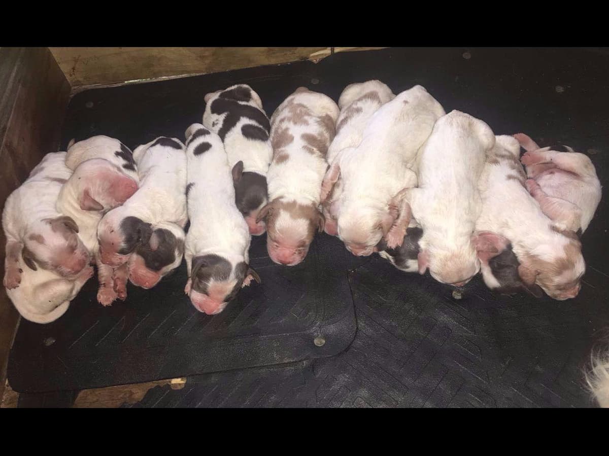 Brittany Puppies breeder image 11