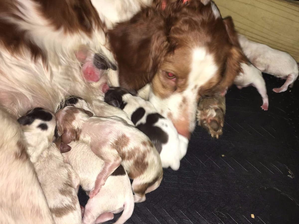 Brittany Puppies breeder image 12
