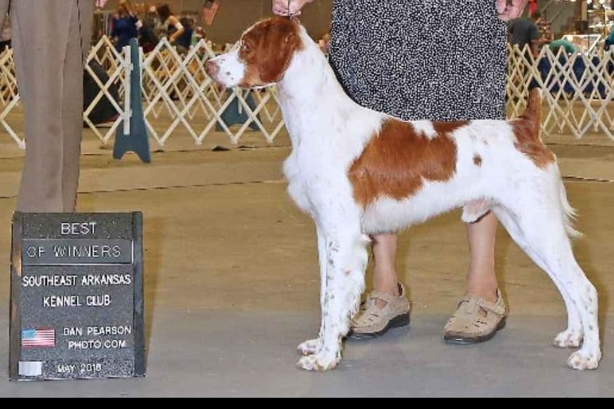 Brittany Puppies breeder image 2