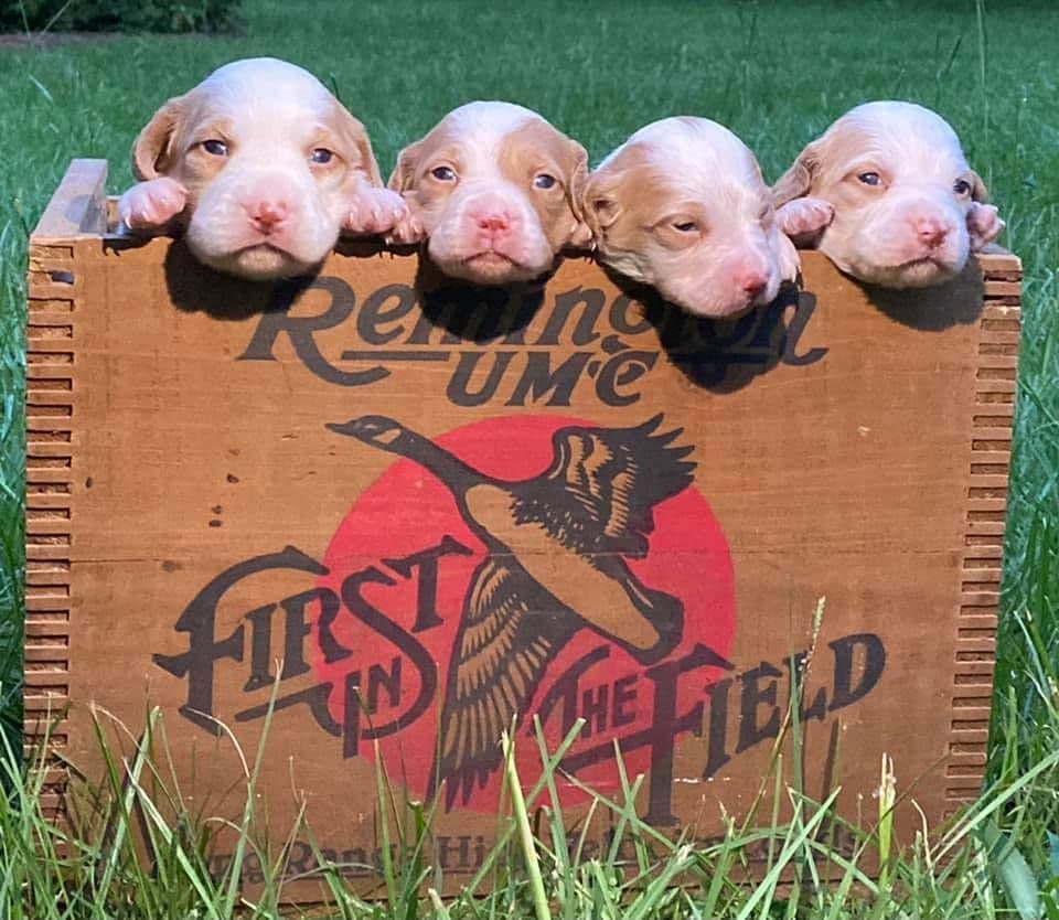 Brittany Puppies breeder image 15