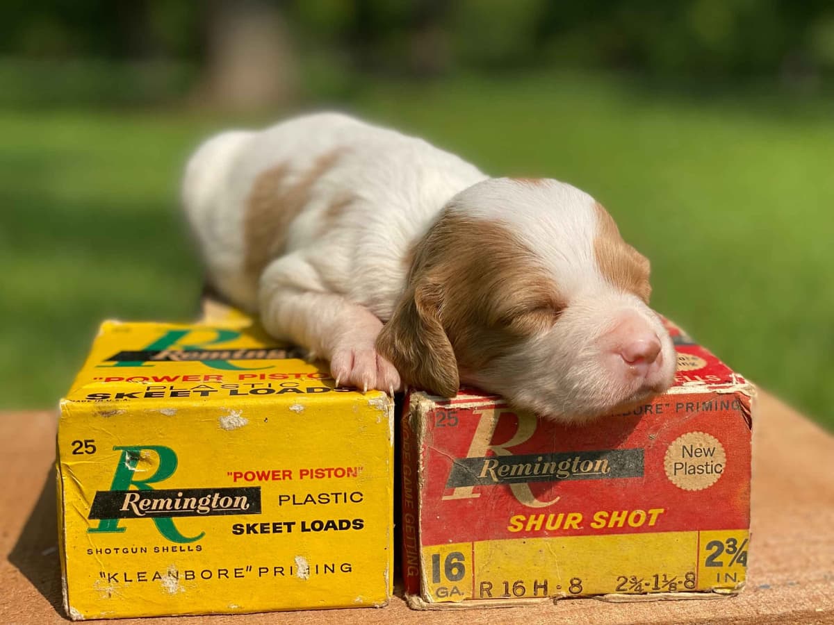 Brittany Puppies breeder image 16