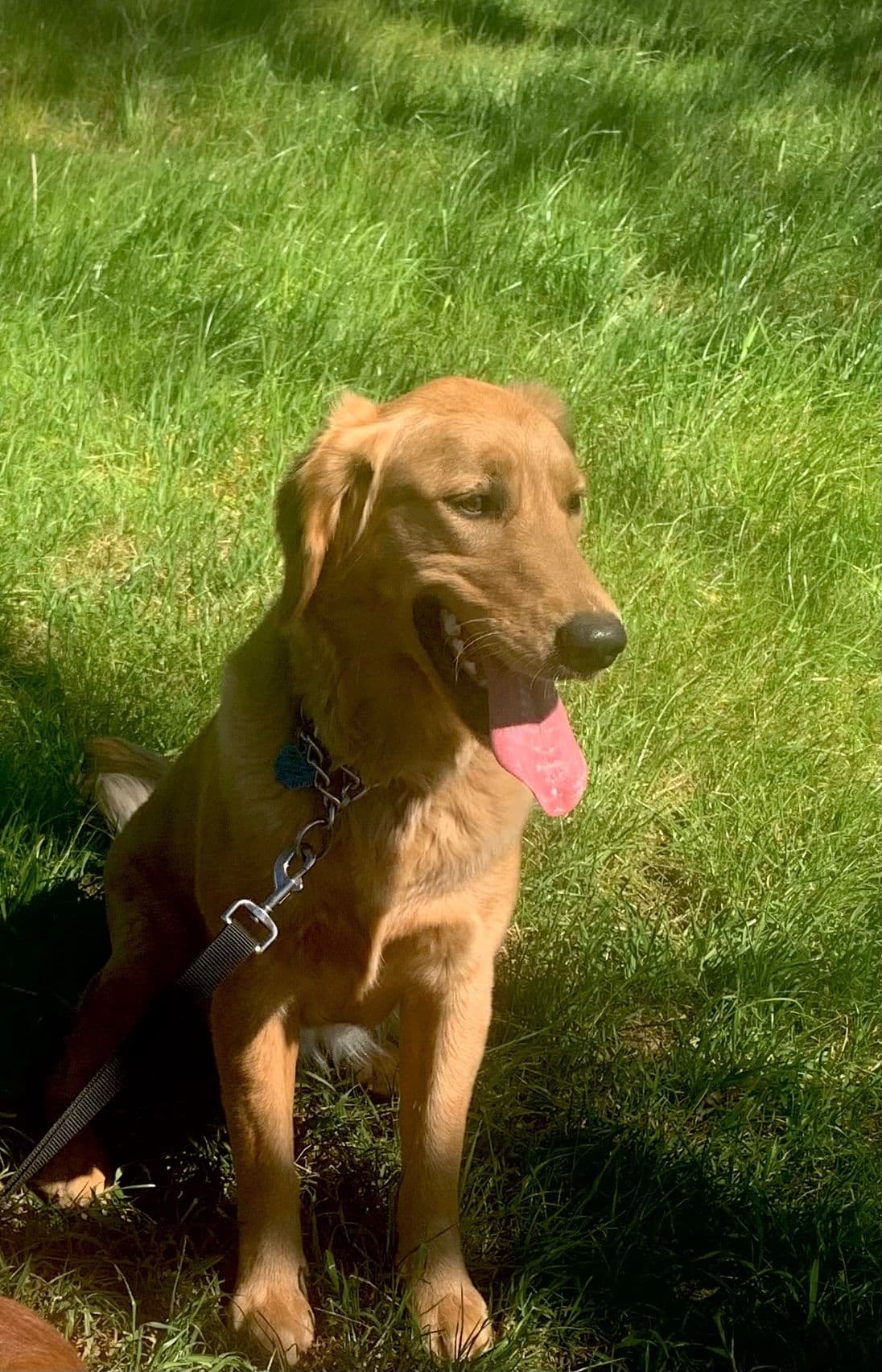 Golden Retriever Puppies breeder image 1