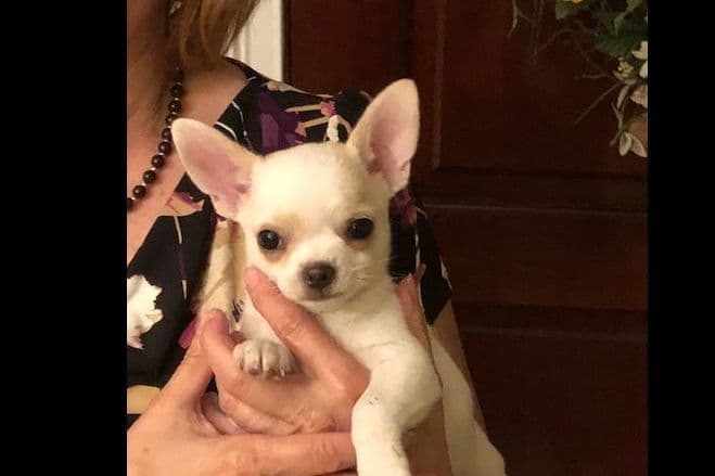 Chihuahua Male Pup breeder image 1