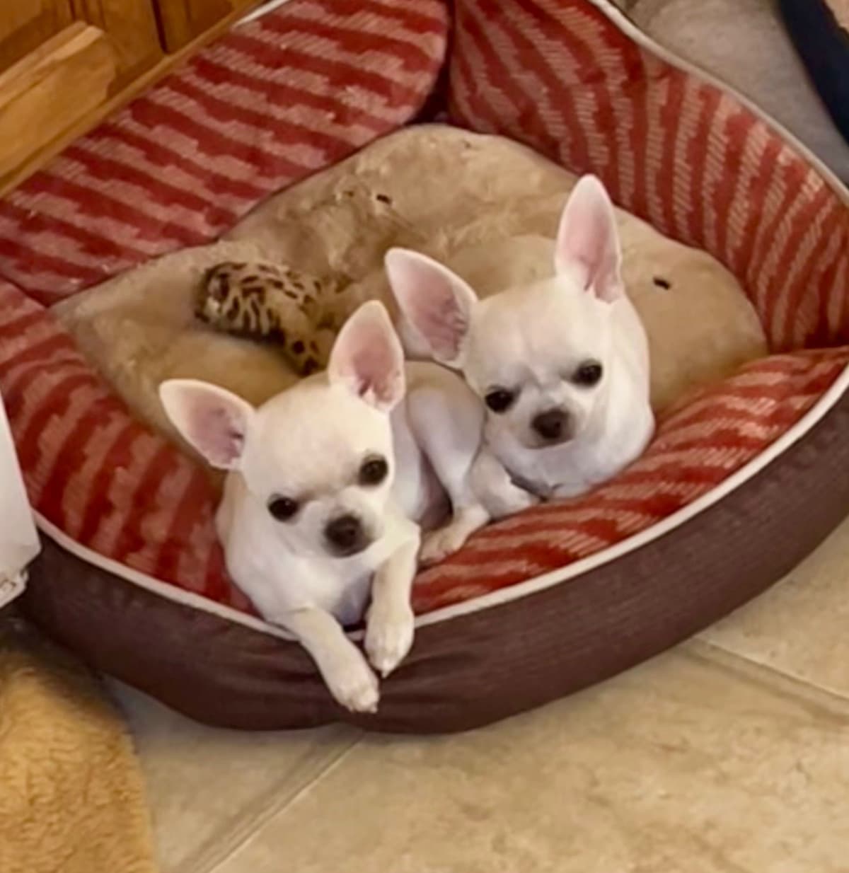 Chihuahua Male Pup breeder image 3
