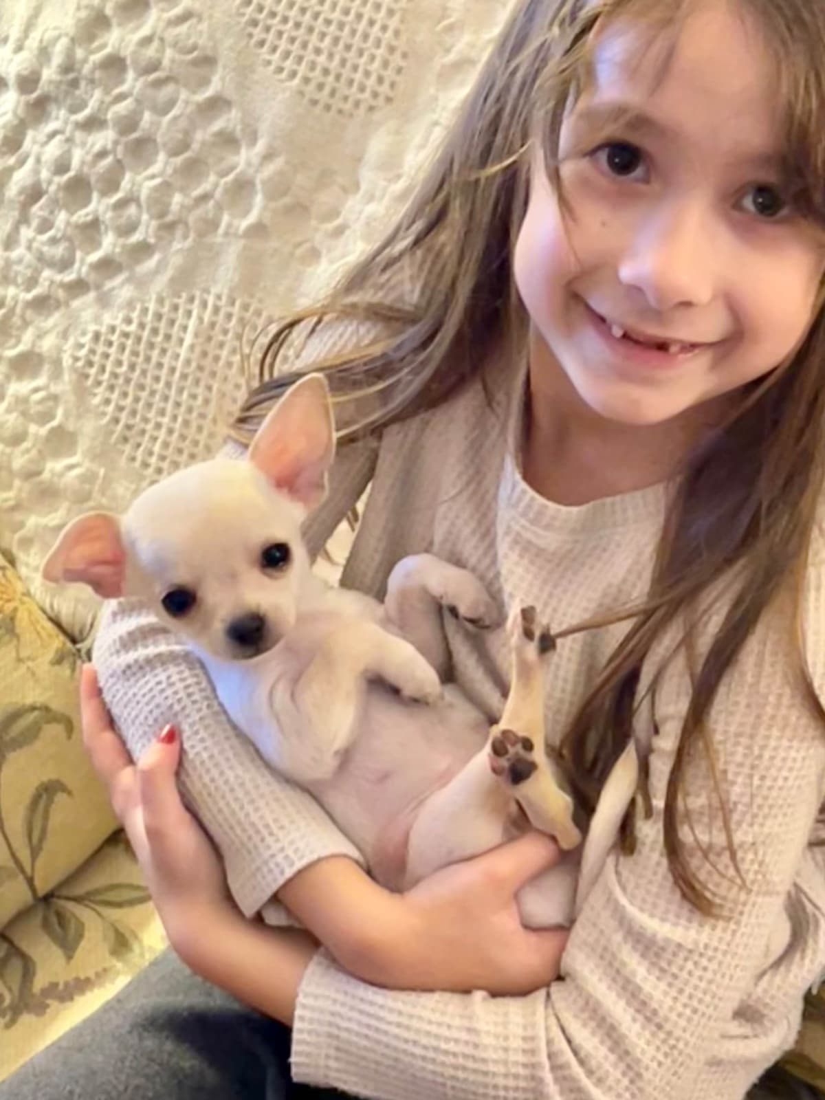 Chihuahua Male Pup breeder image 4