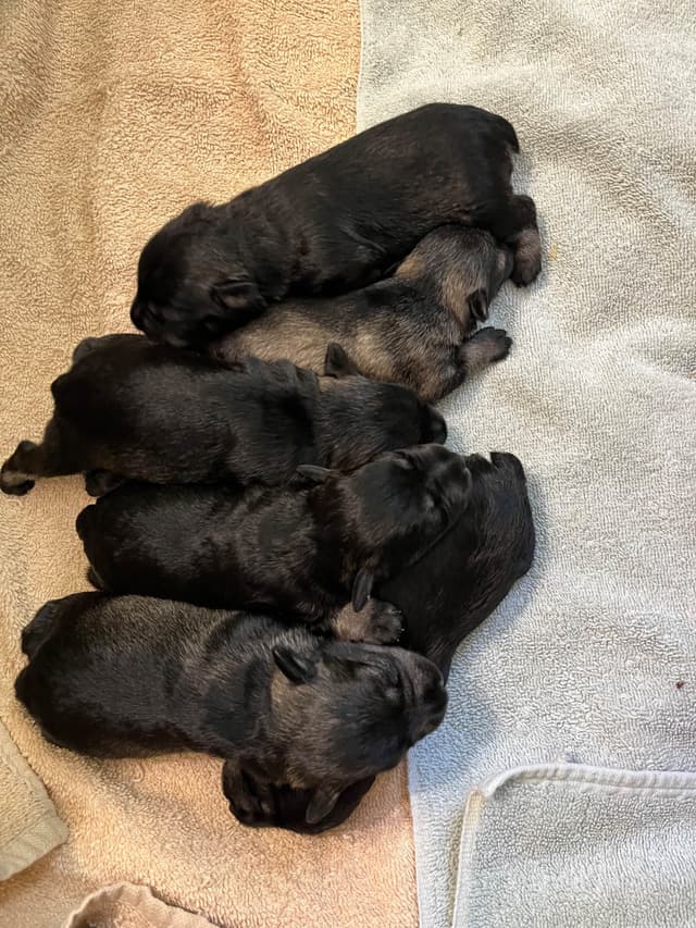 Miniature Schnauzer Puppies media 2