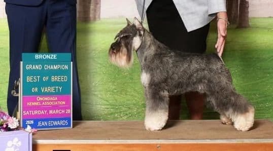Miniature Schnauzer Puppies media 3