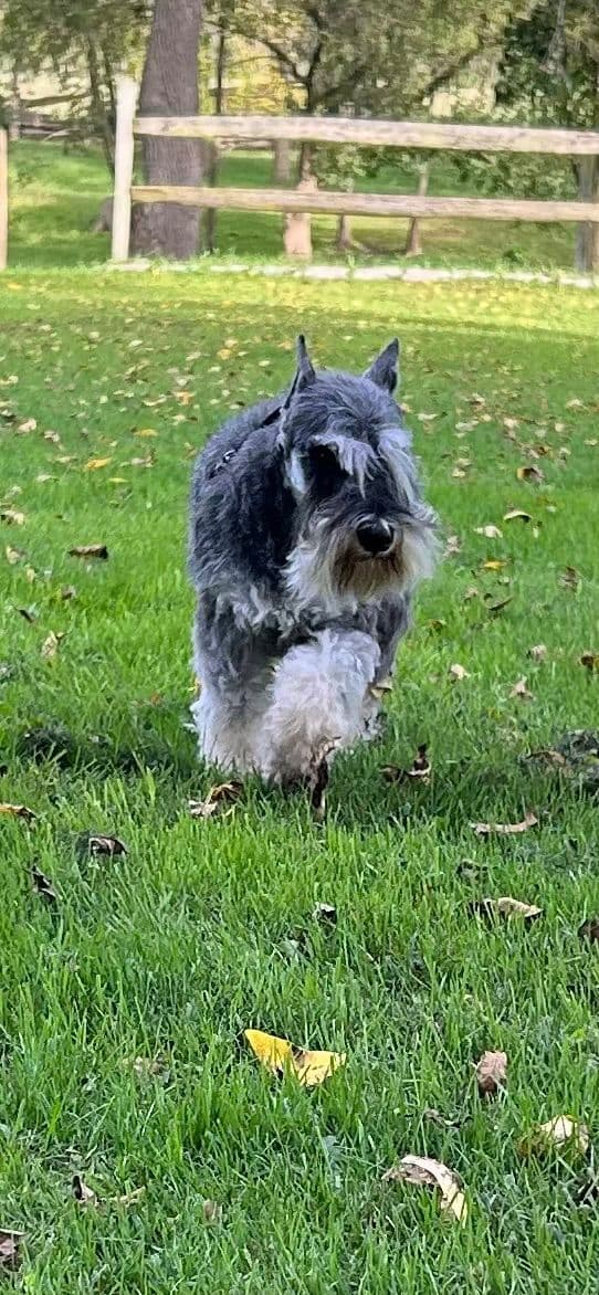 Miniature Schnauzer Puppies media 4