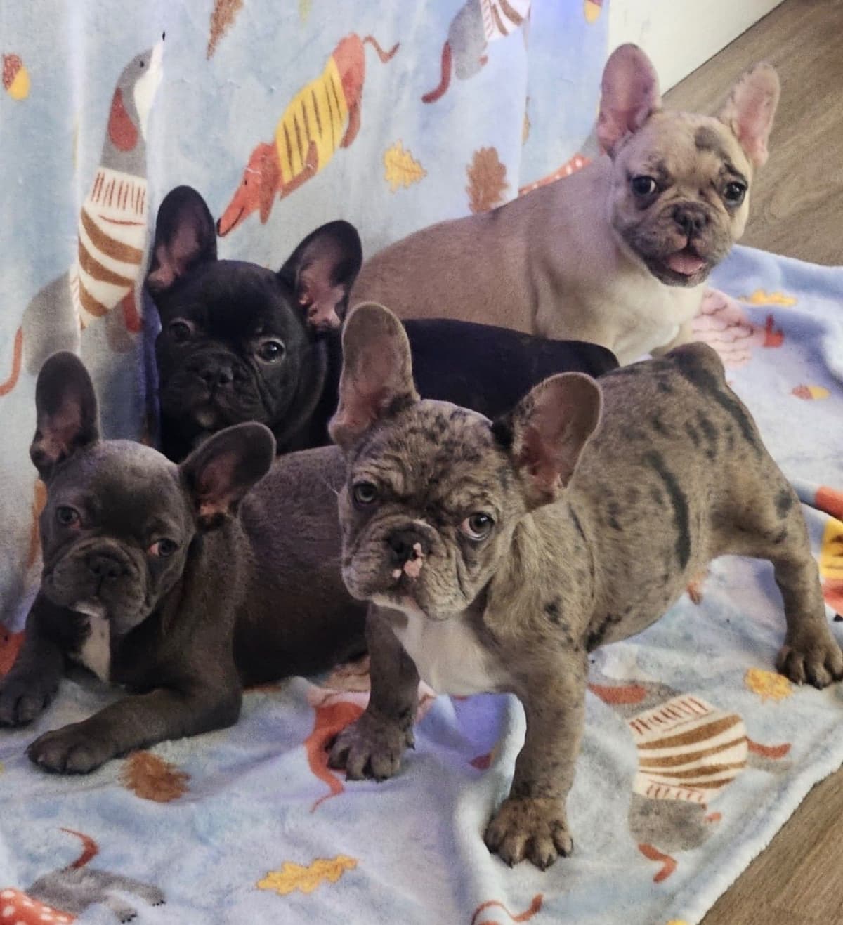 Yorkshire Terrier Puppies breeder image 1