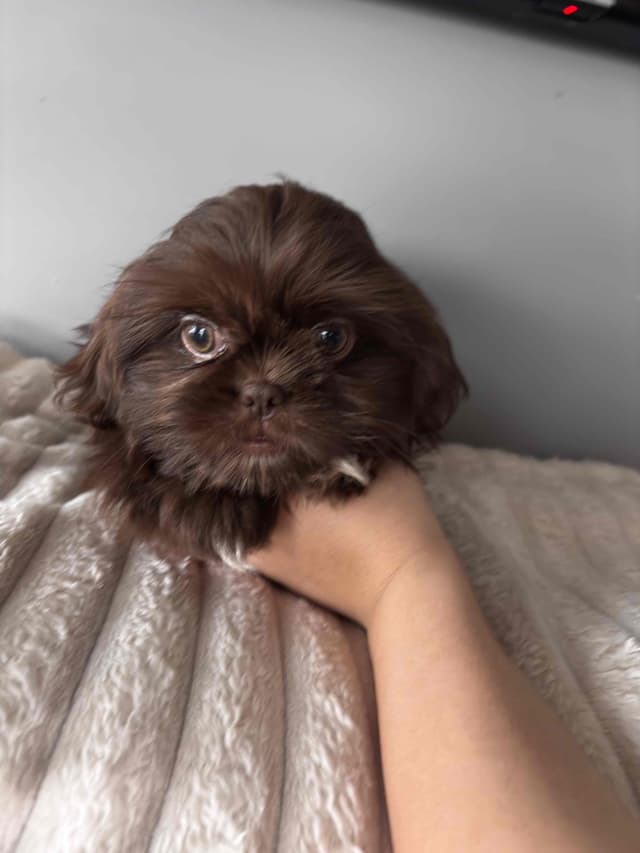 Shih Tzu Puppies media 2