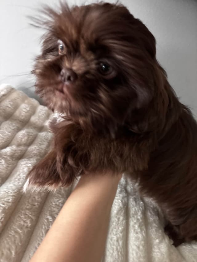 Shih Tzu Puppies media 3