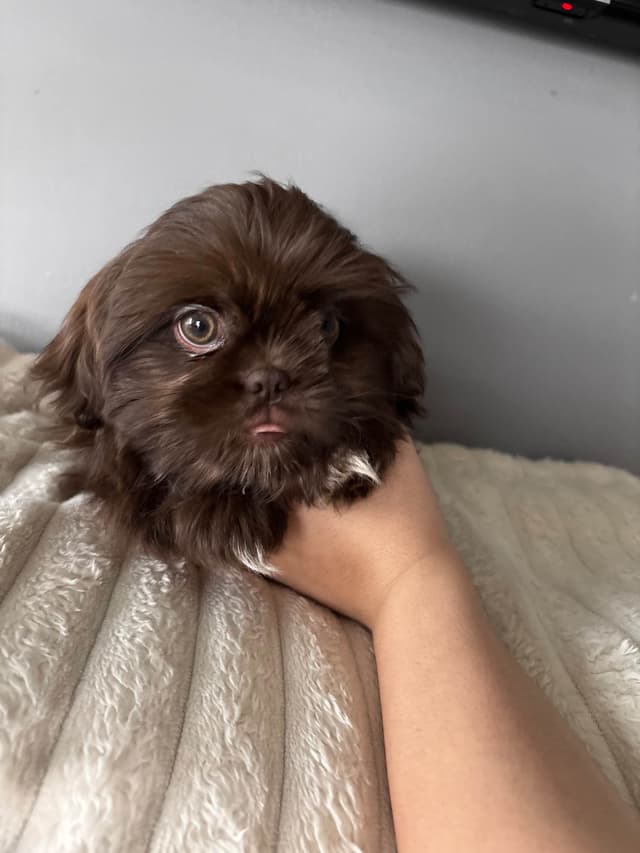 Shih Tzu Puppies media 4