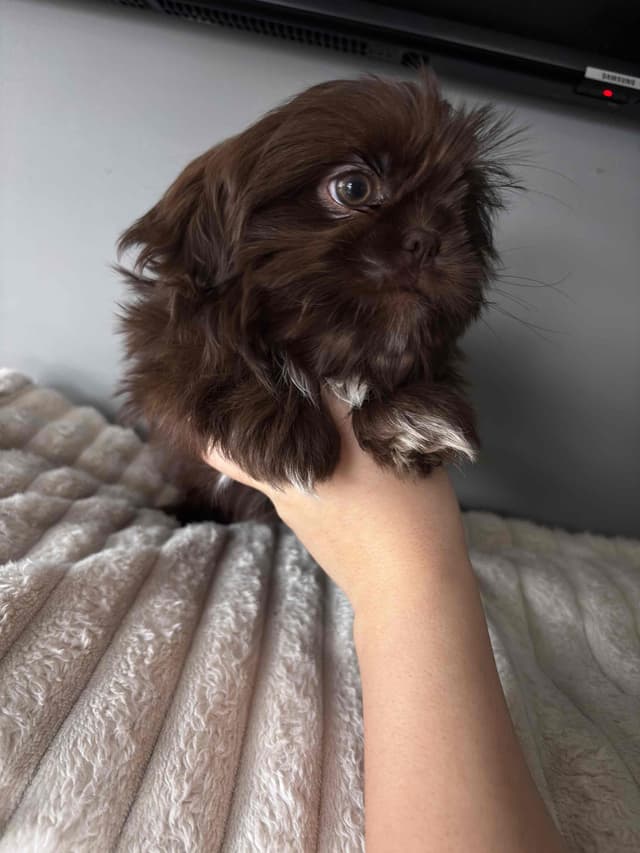 Shih Tzu Puppies media 5