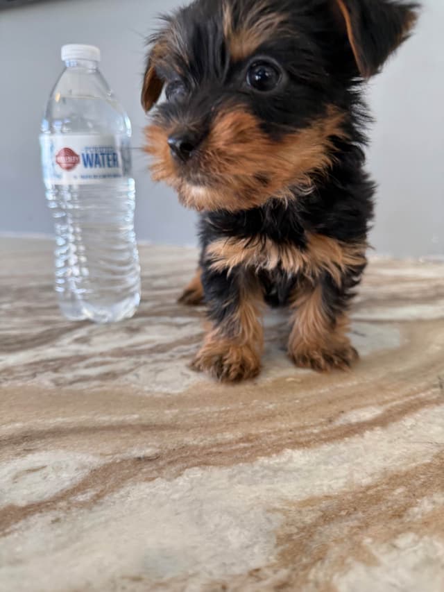 Yorkshire Terrier Puppies media 2