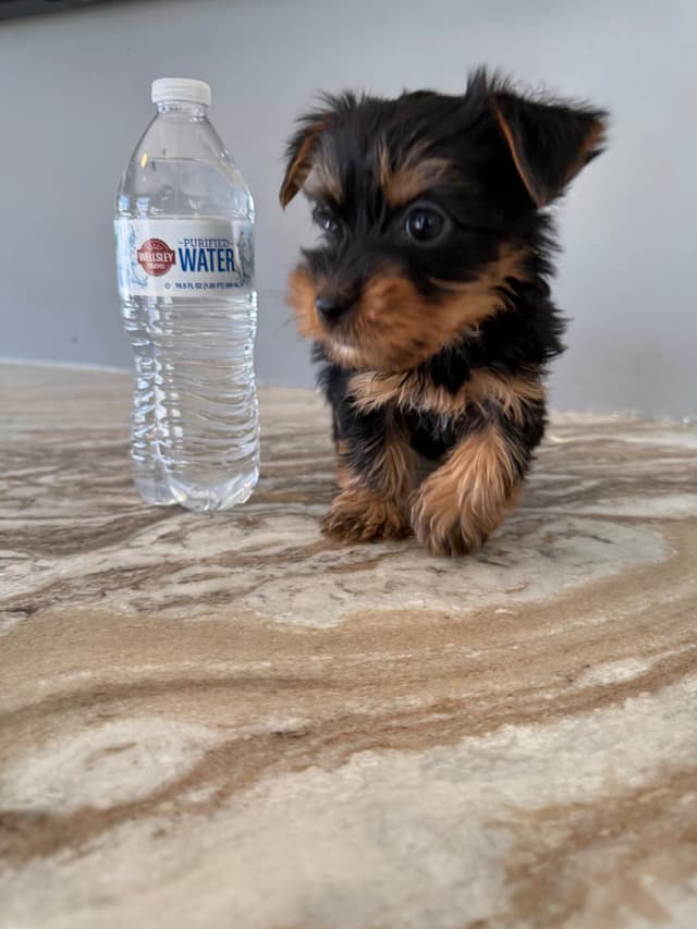 Yorkshire Terrier Puppies media 3