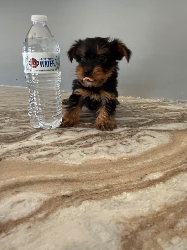 Yorkshire Terrier Puppies media 4