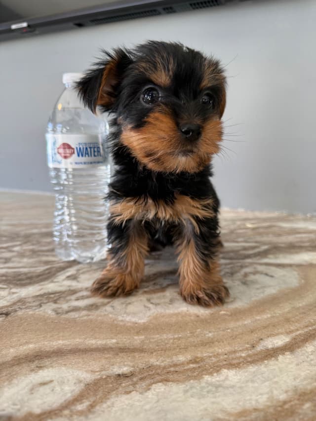 Yorkshire Terrier Puppies media 5