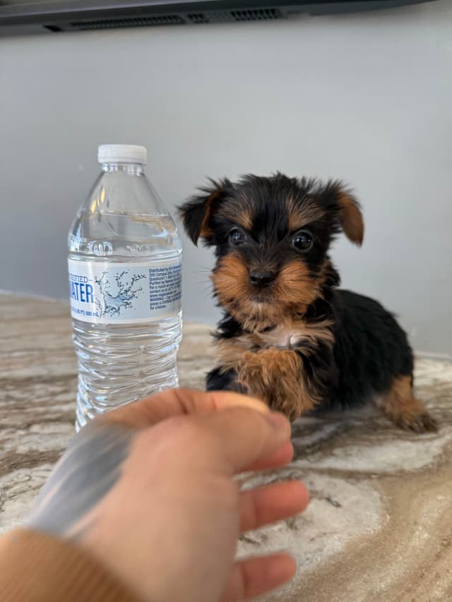 Yorkshire Terrier Puppies media 6