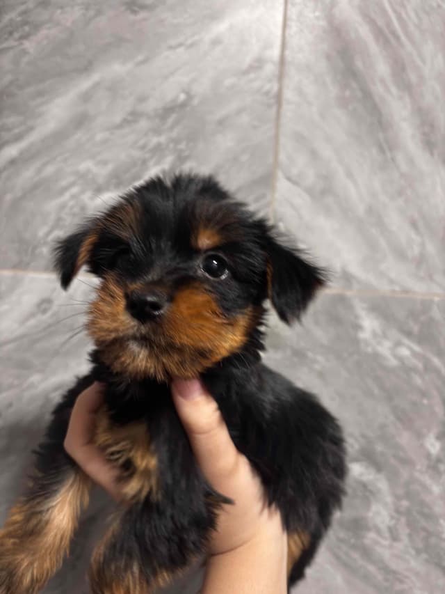 Yorkshire Terrier Puppies media 7