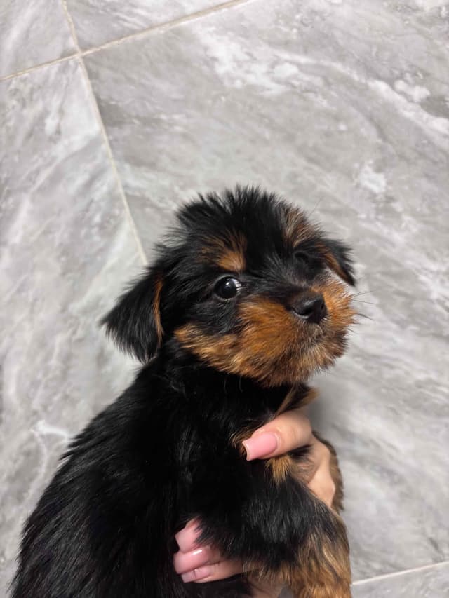 Yorkshire Terrier Puppies media 9