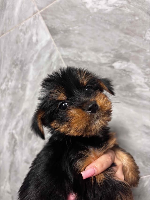 Yorkshire Terrier Puppies media 10
