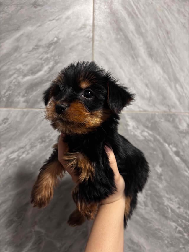 Yorkshire Terrier Puppies media 11