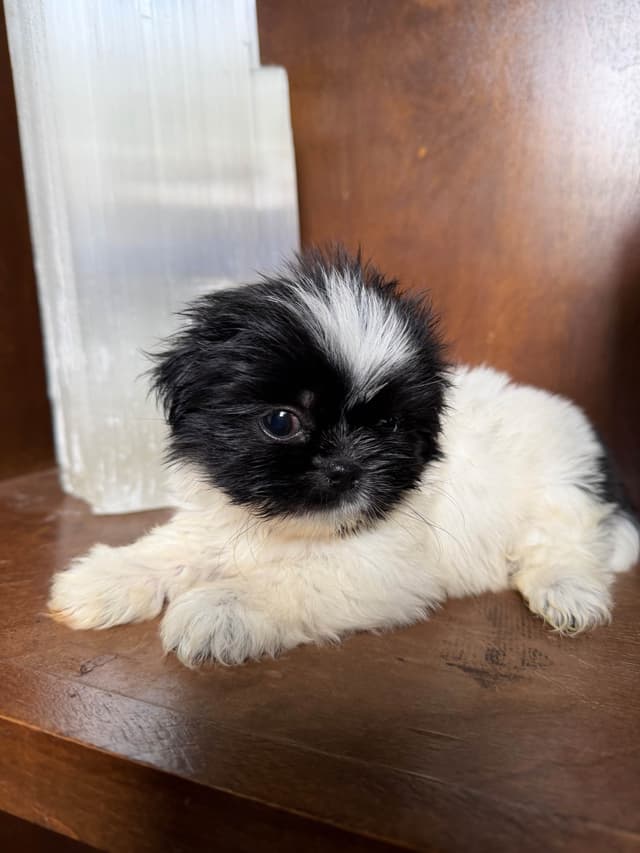 Shih Tzu Puppies media 7