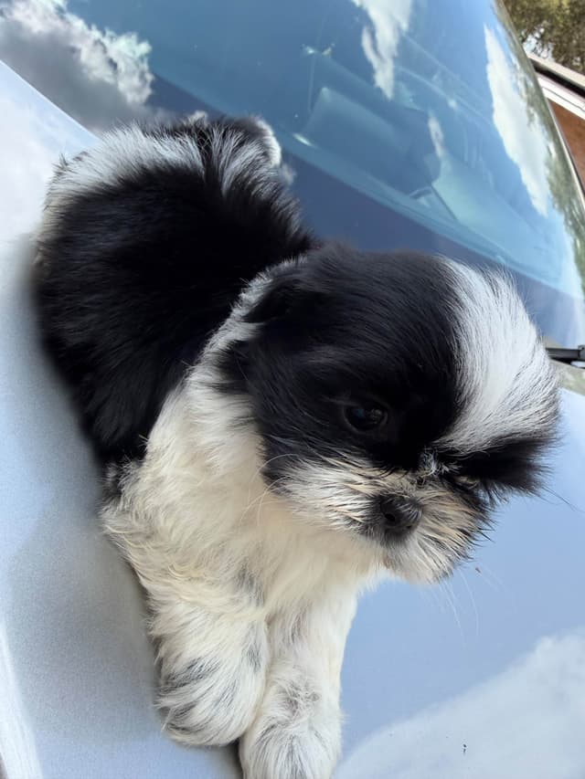Shih Tzu Puppies media 8