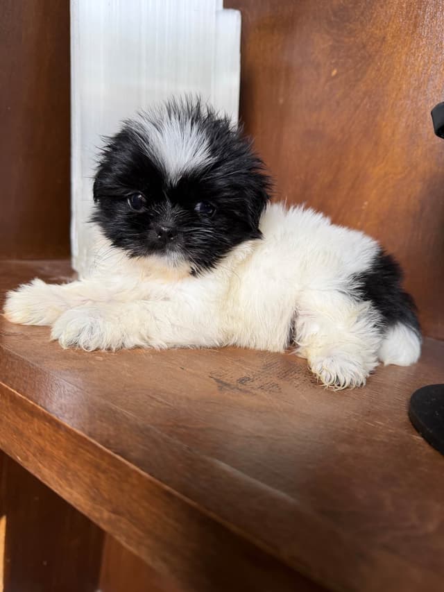 Shih Tzu Puppies media 9