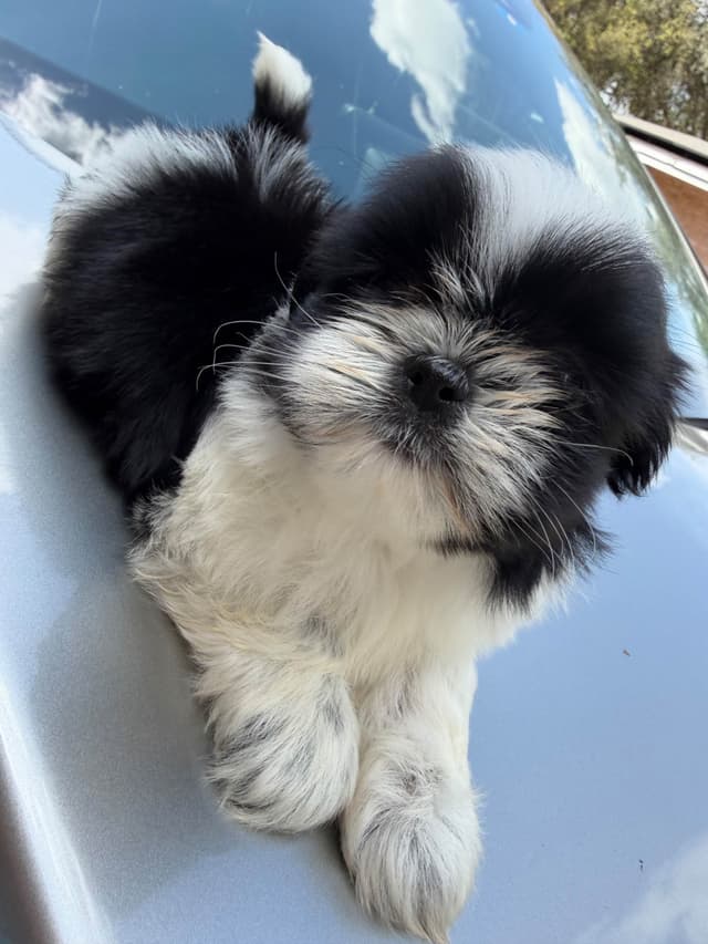 Shih Tzu Puppies media 10