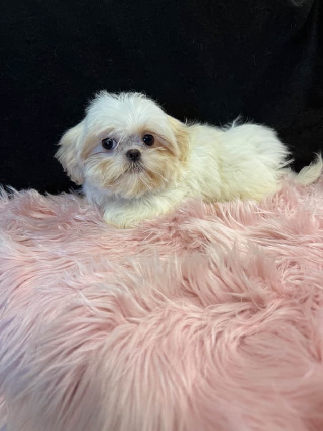 Shih Tzu Puppies media 11