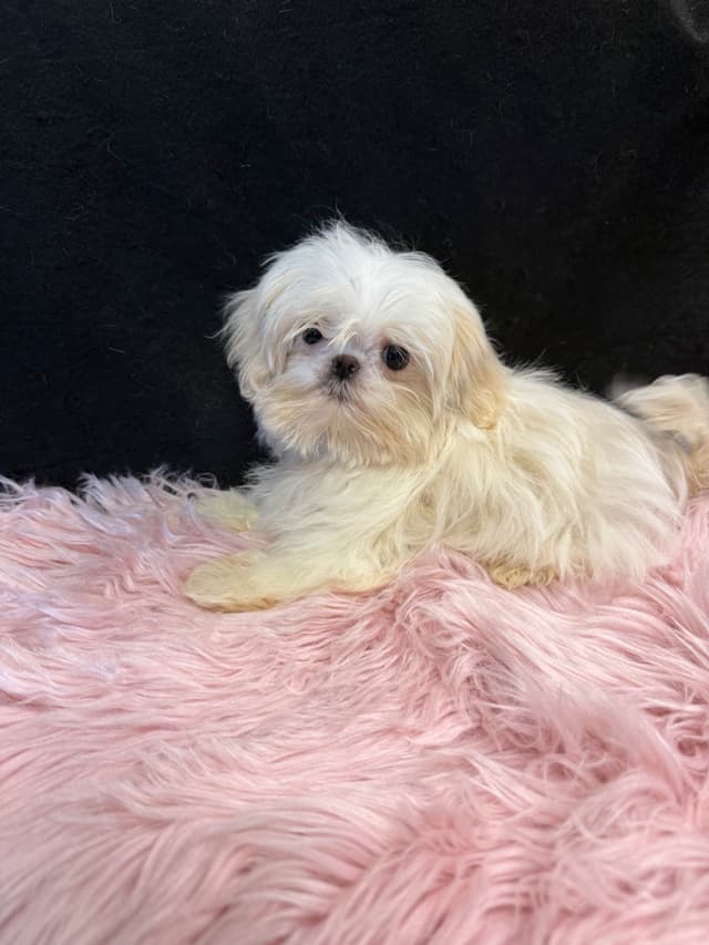 Shih Tzu Puppies media 12