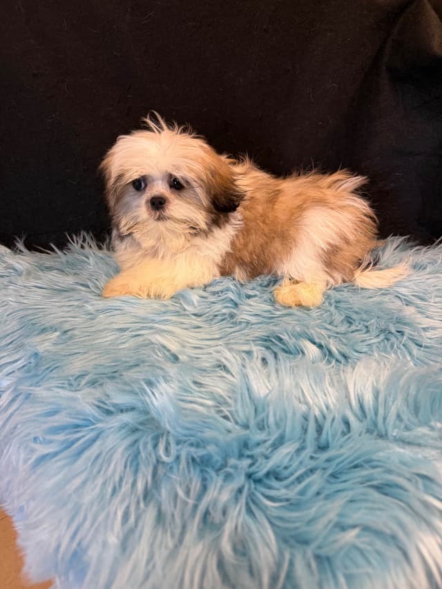 Shih Tzu Puppies media 14