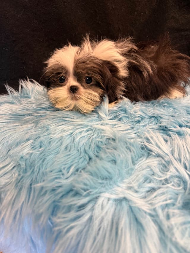 Shih Tzu Puppies media 15