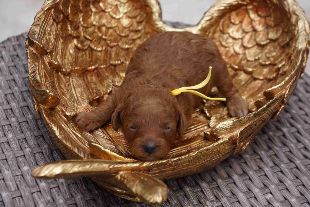 Poodle Puppies breeder image 1
