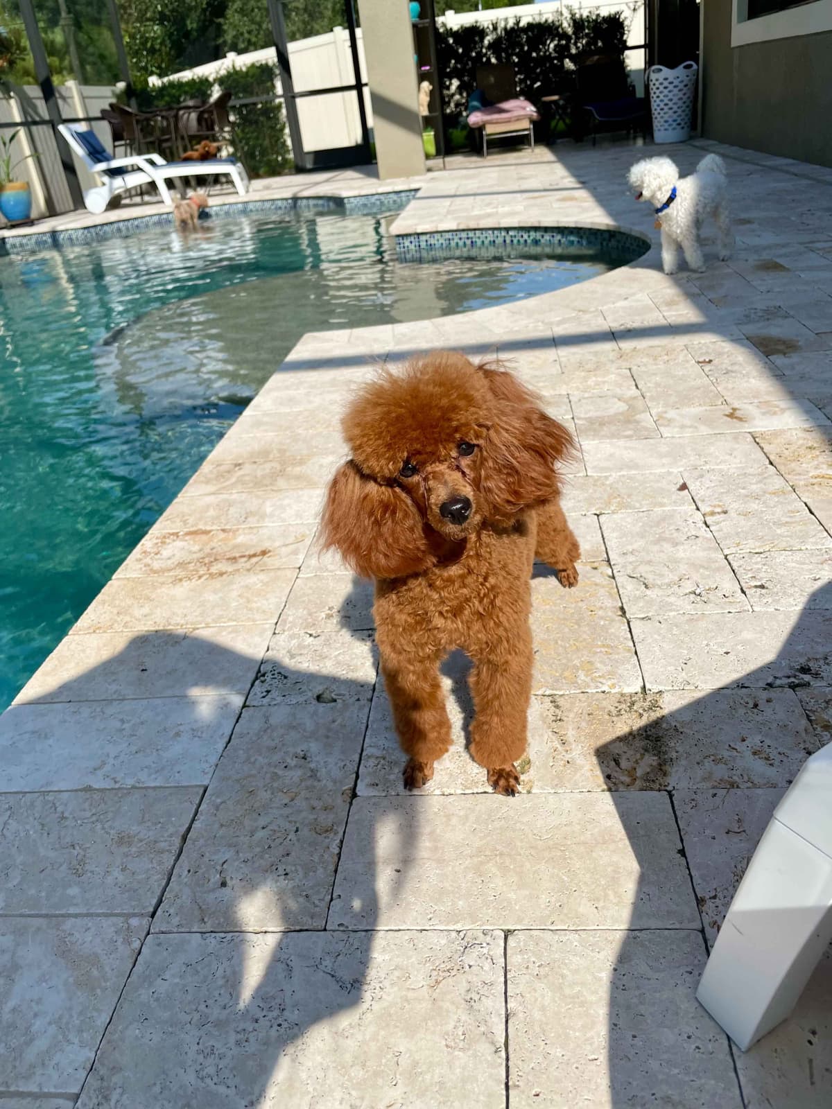 Poodle Puppies breeder image 2