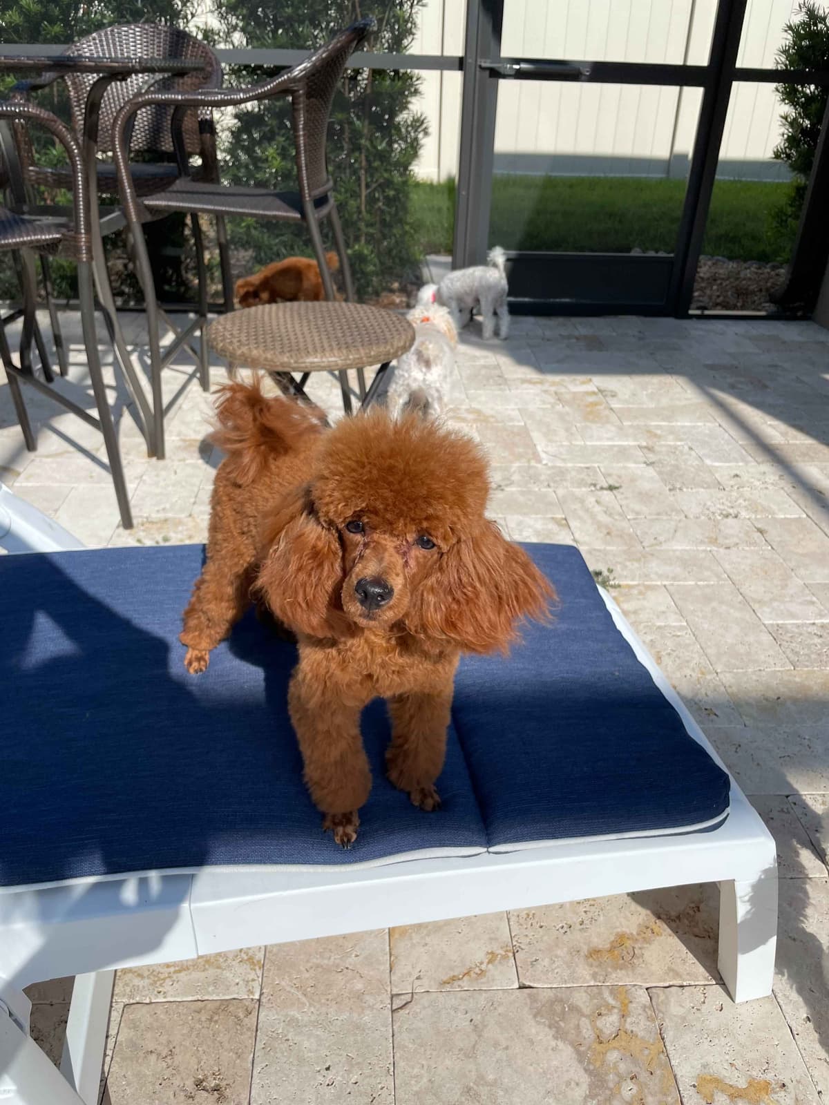 Poodle Puppies breeder image 3