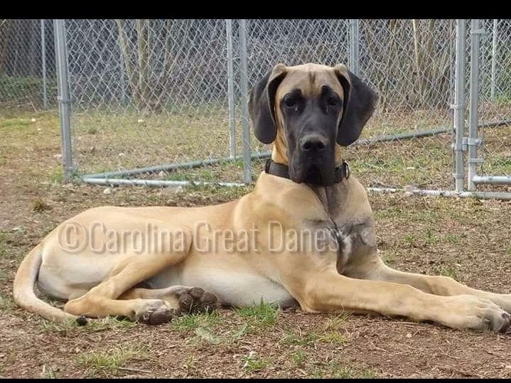 Great Dane Puppies breeder image 4