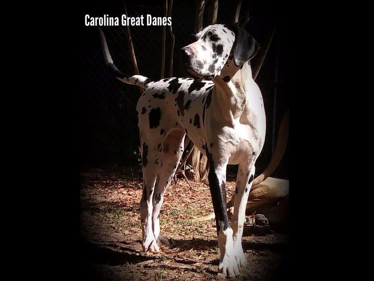 Great Dane Puppies breeder image 3