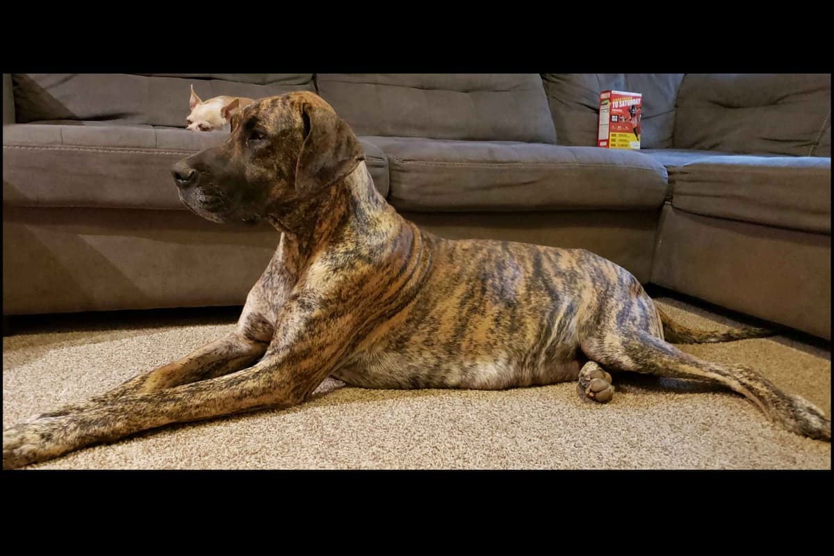 Great Dane Puppies breeder image 5